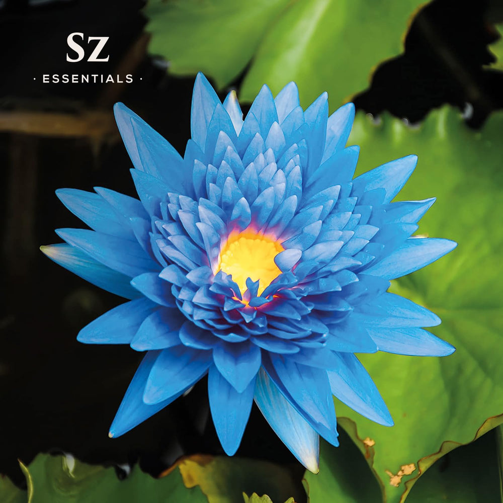 Sz Essentials Blue Lotus oil packaging box highlighting vegan, pure oil.