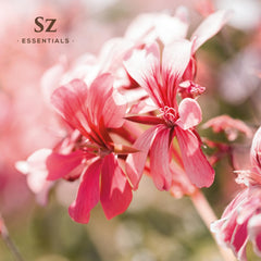 Sz Essentials Geranium Flowers closeup highlighting rosy, aromatic notes.