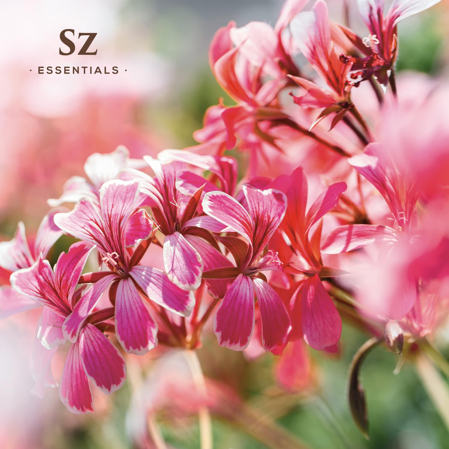 Sz Essentials Himalayan-origin geranium for depth in natural perfumery.