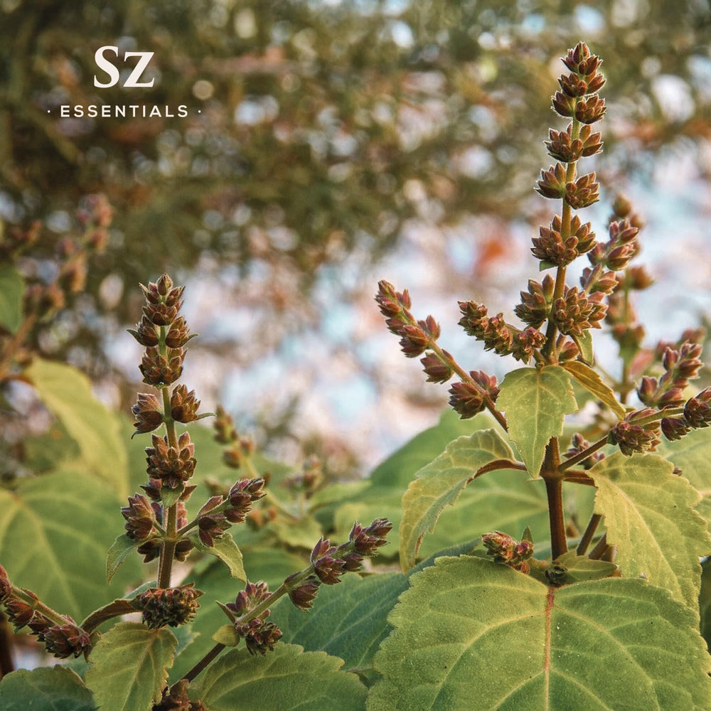 Sz Essentials patchouli-based perfume blend in an elegant bottle.