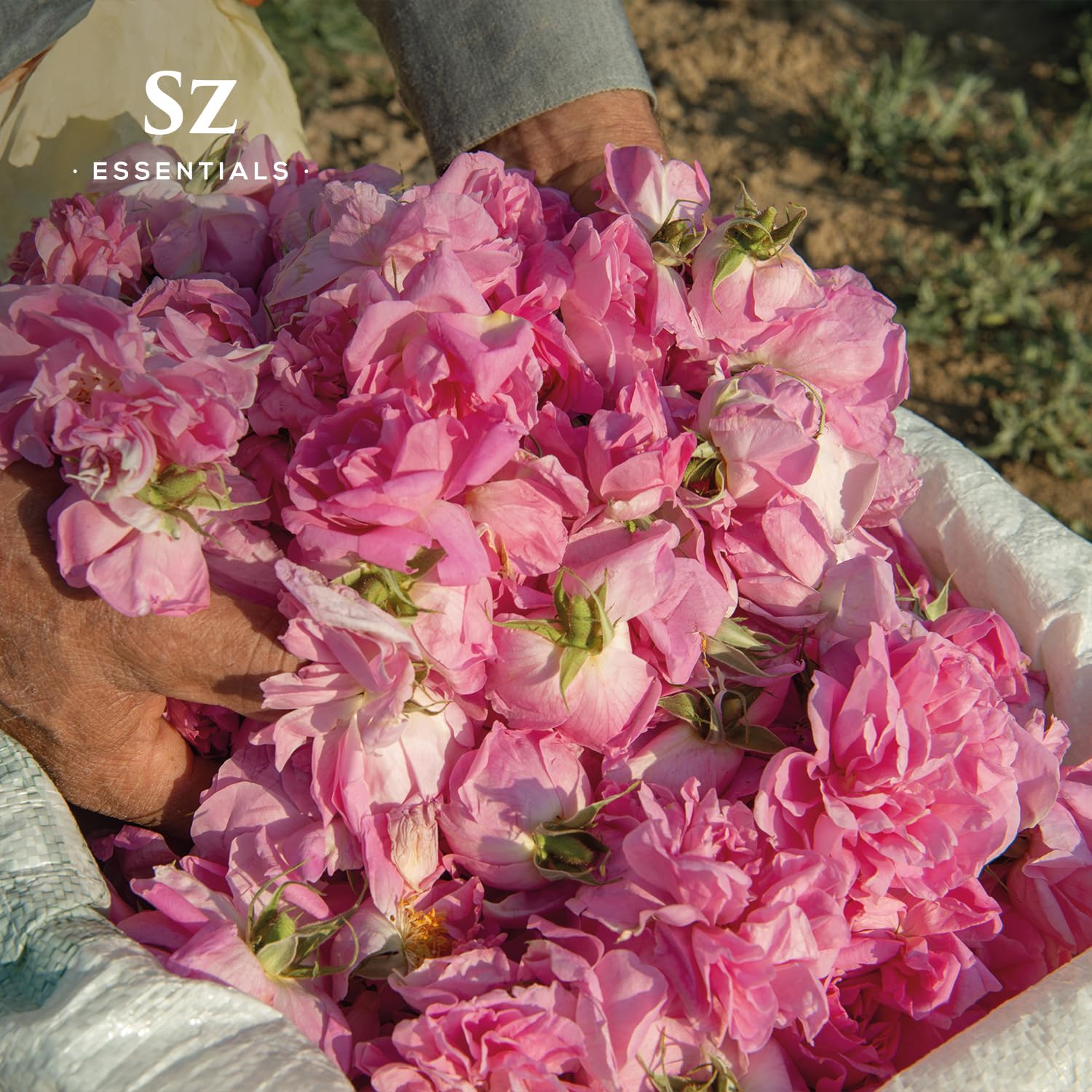 Sz Essentials Rose Absolute diffuser scene suggesting a tranquil romantic home ambiance.