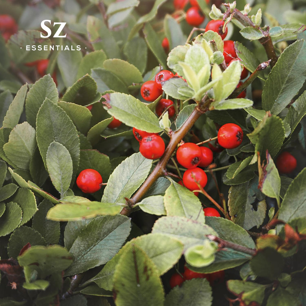 Sz Essentials Wintergreen cleaning blend hint suggests fresh scent for natural home care.