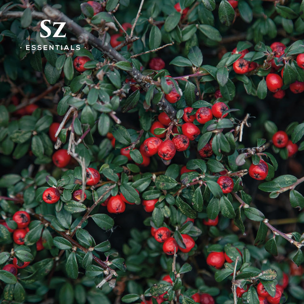Sz Essentials Wintergreen oil label closeup emphasizes 100% pure USA-made sourcing.