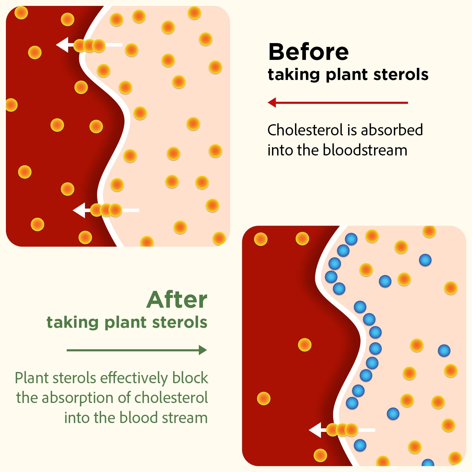 Talyvoriathor plant sterols 800mg per dose emphasis on absorption support.