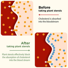 Talyvoriathor plant sterols 800mg per dose emphasis on absorption support.