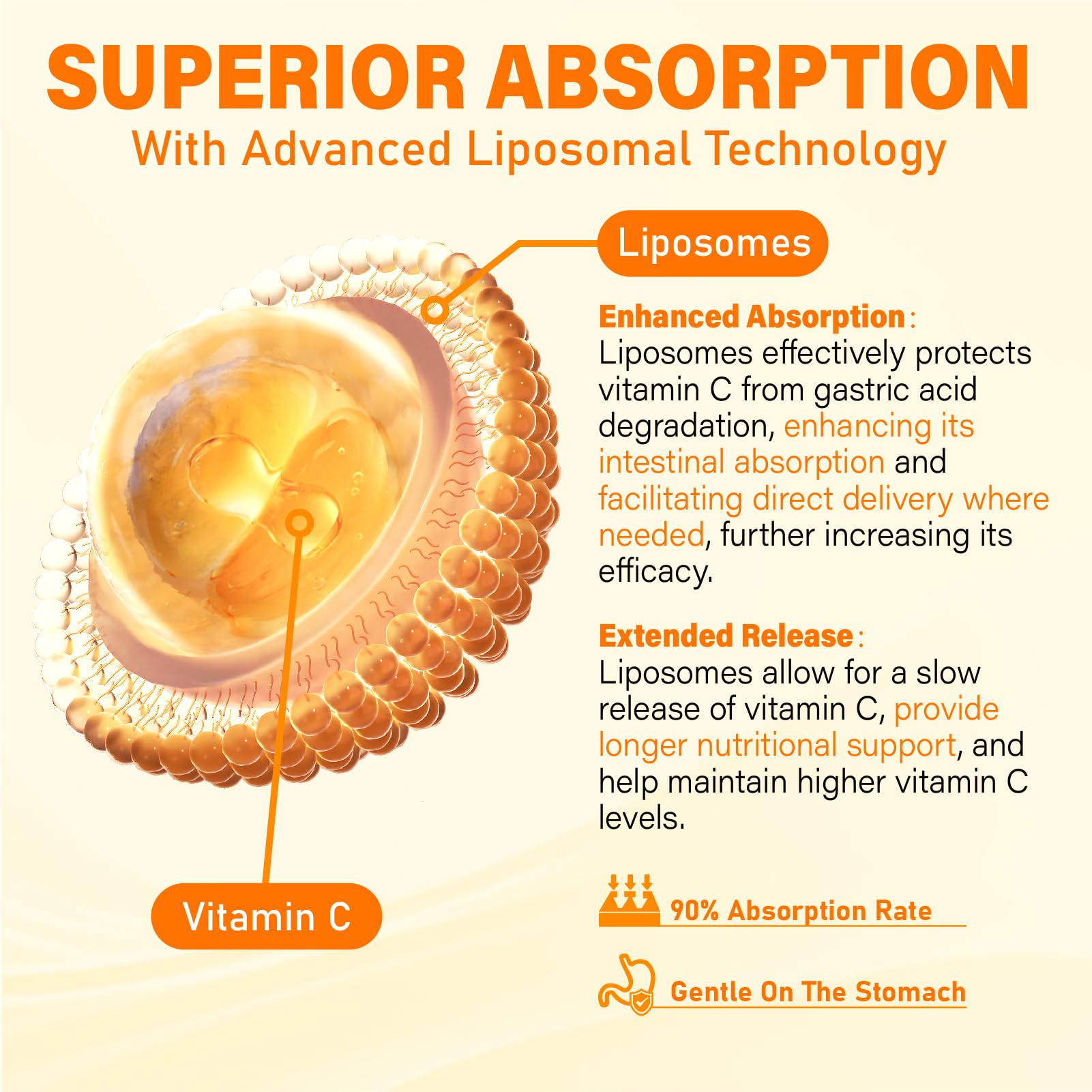 Tcemundry Liposomal Vitamin C Gummies jar emphasizes sealed design for enhanced absorption.