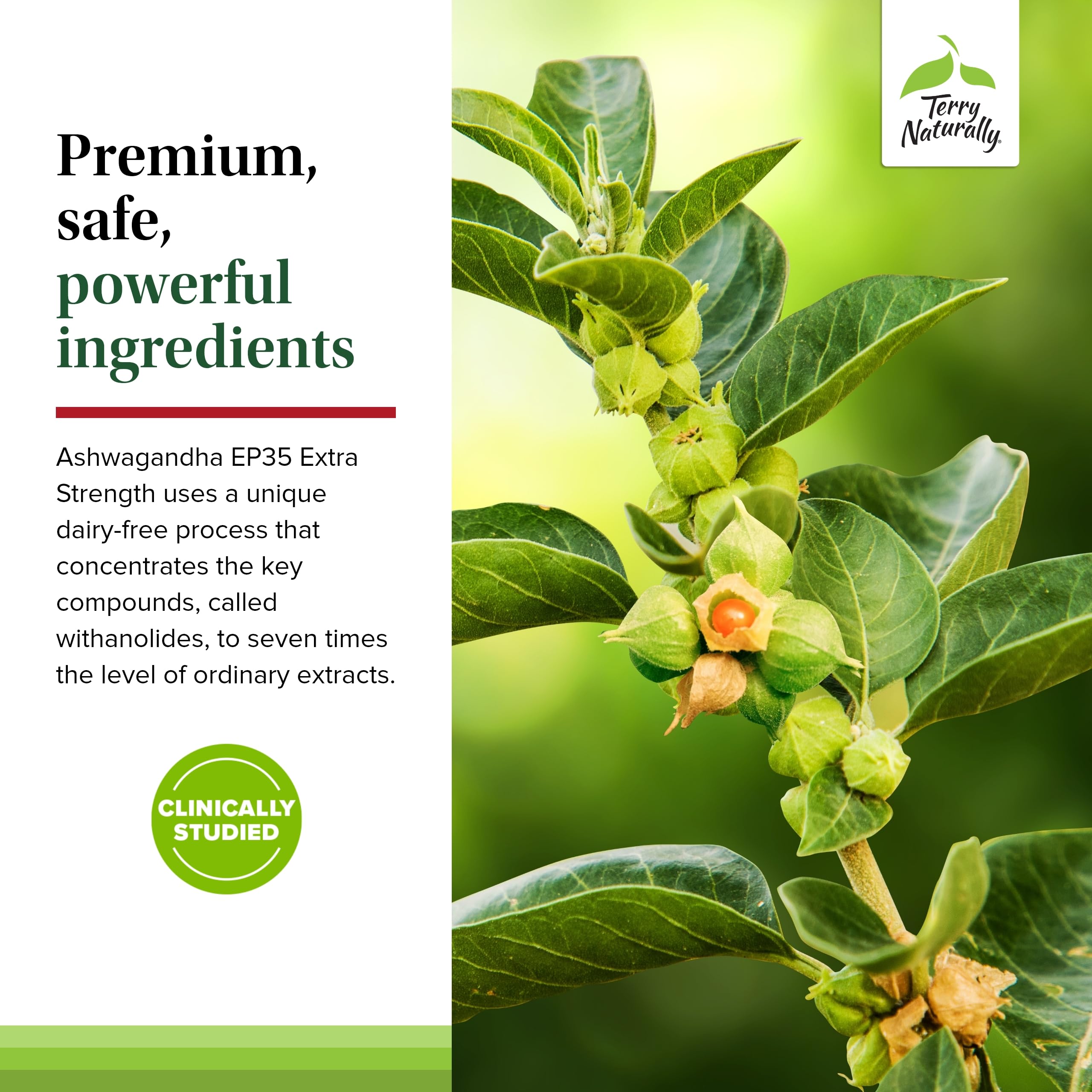 Terry Naturally Ashwagandha EP35 label details with dosage and ingredients