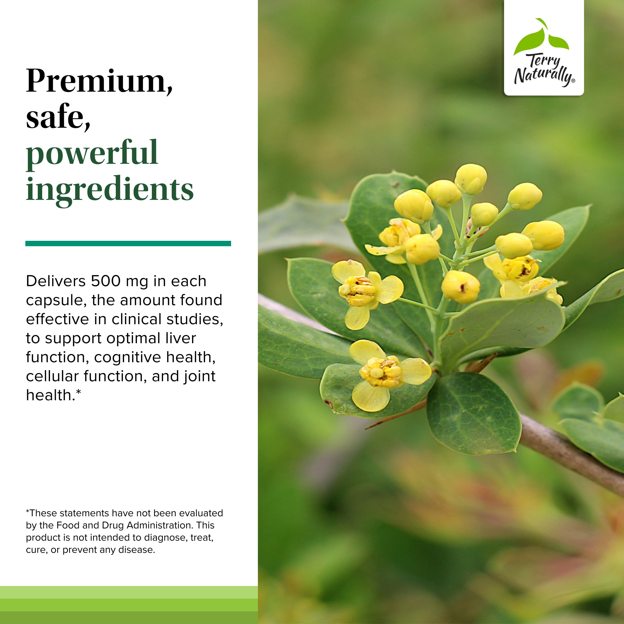 Terry Naturally Berberine brain health focus suggesting cognitive support in daily life.