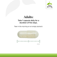 Oyster mushroom source illustration behind PleuraMax benefits.
