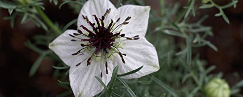 Slow cold-press preserves volatile oil in The Blessed Seed capsules.