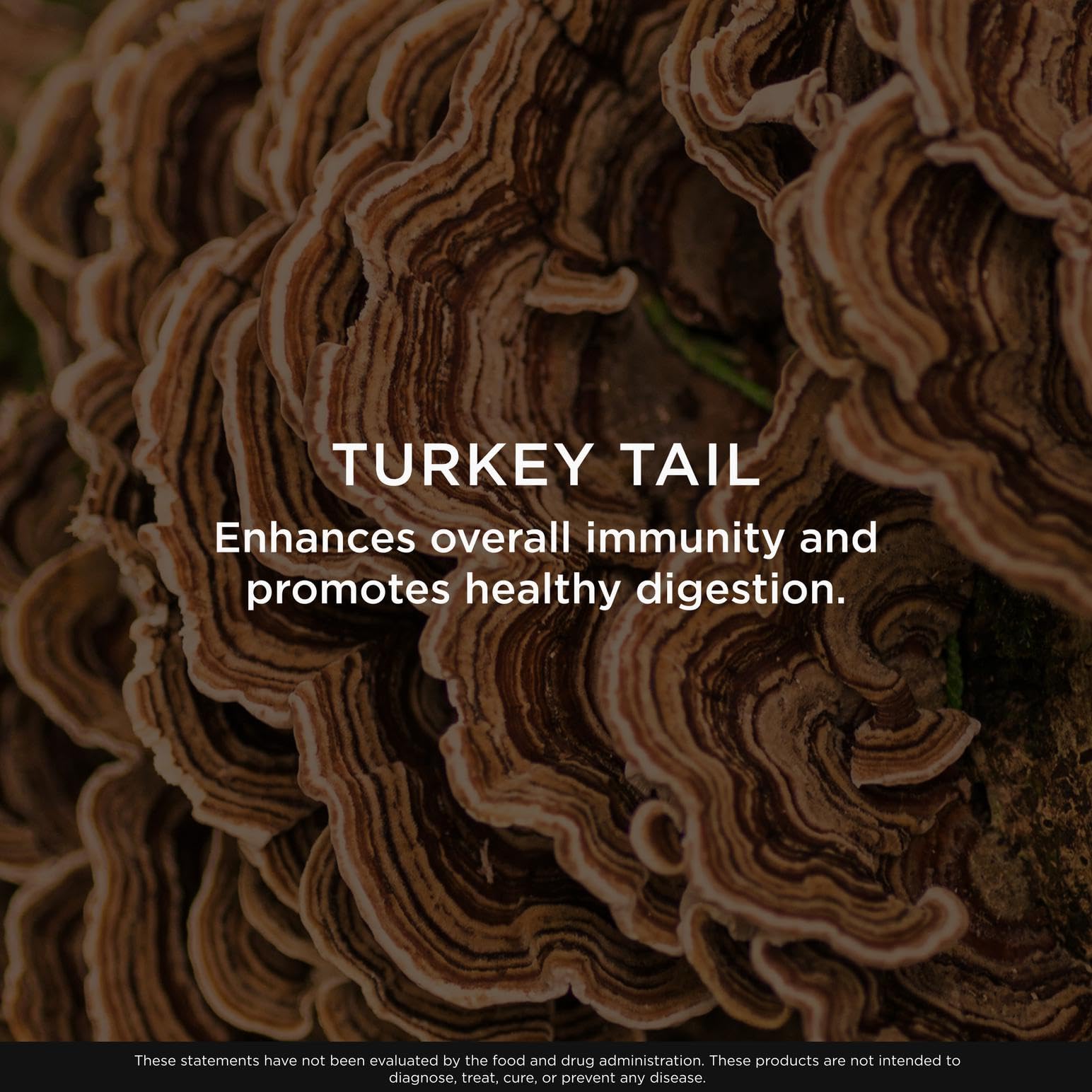 Ingredients infographic highlights full-spectrum turkey tail mushroom benefits