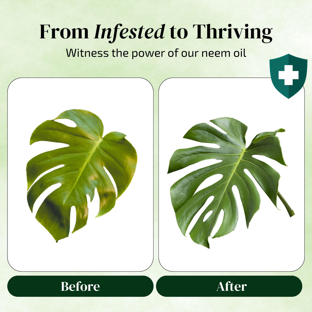 The Green Alcove Neem Oil concentrate with pour-spout for simple mixing.