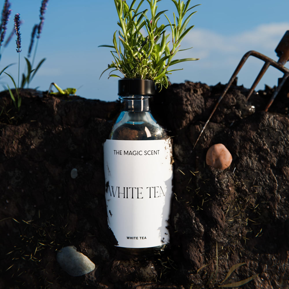 The Magic Scent White Tea spa-like atmosphere for spaces.