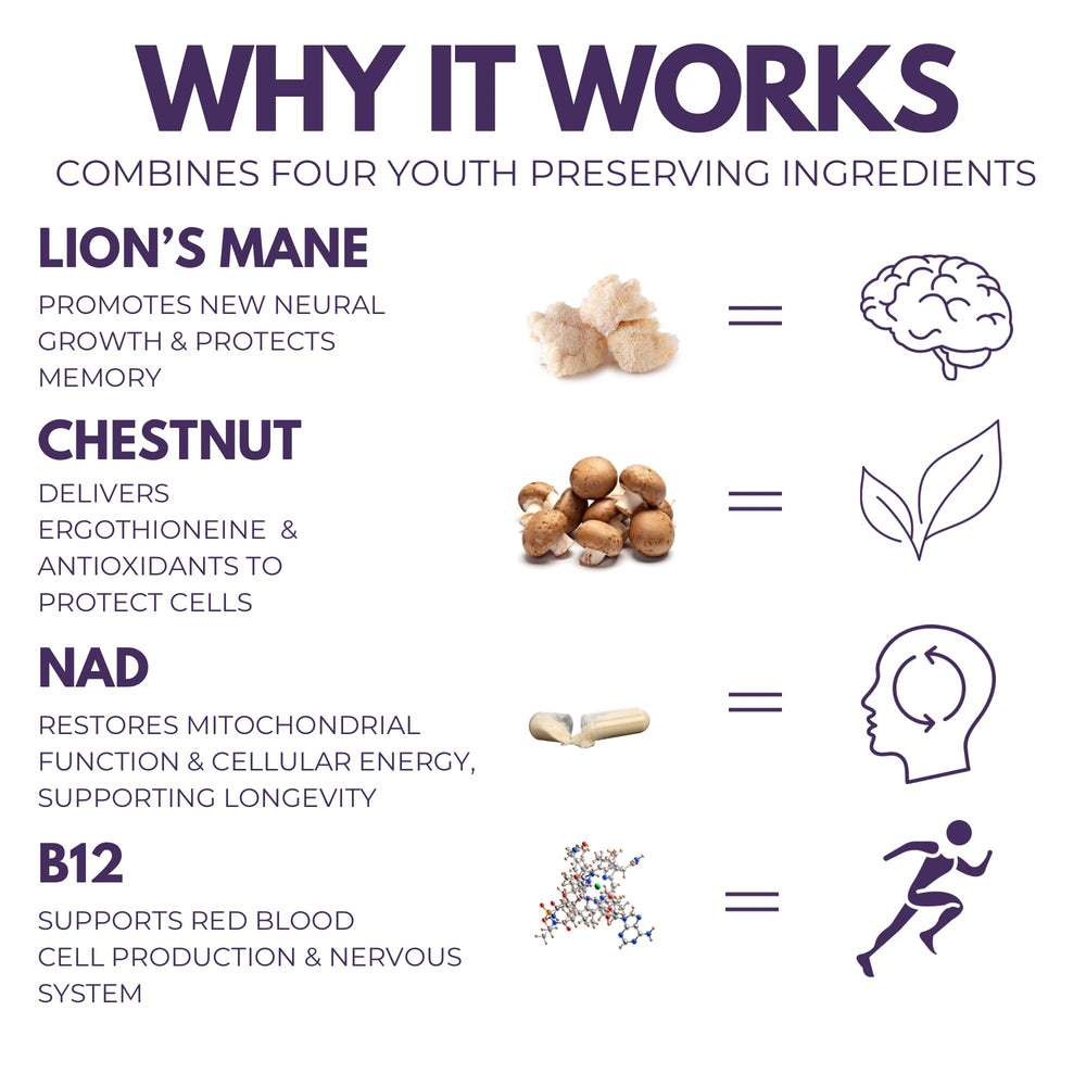 The Mushroom Society Everyday Youth ingredients-panel closeup featuring Lion’s Mane and chestnut for cognitive support.