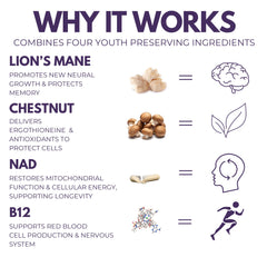 The Mushroom Society Everyday Youth ingredients-panel closeup featuring Lion’s Mane and chestnut for cognitive support.