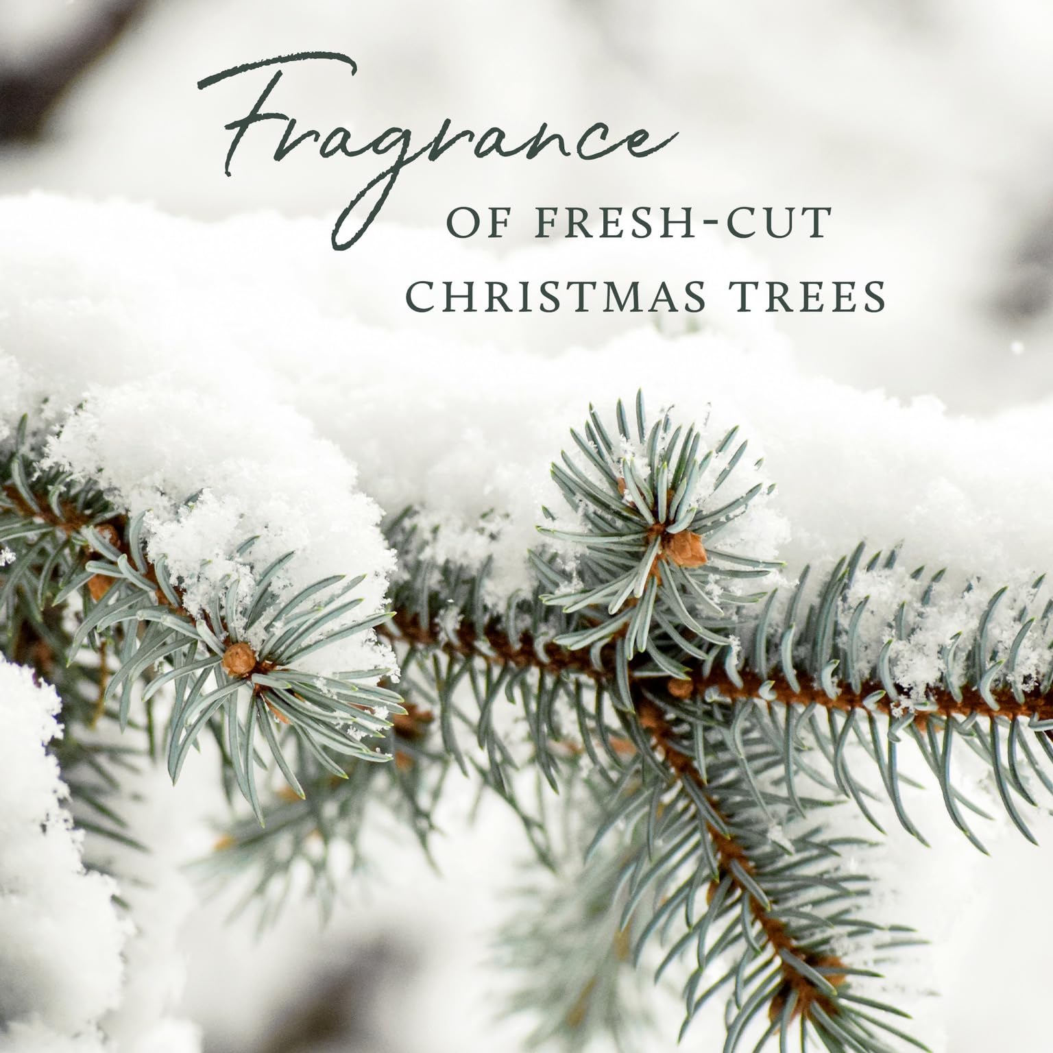 Thymes Frasier Fir cedarwood and sandalwood blend evokes a forest stroll in your space