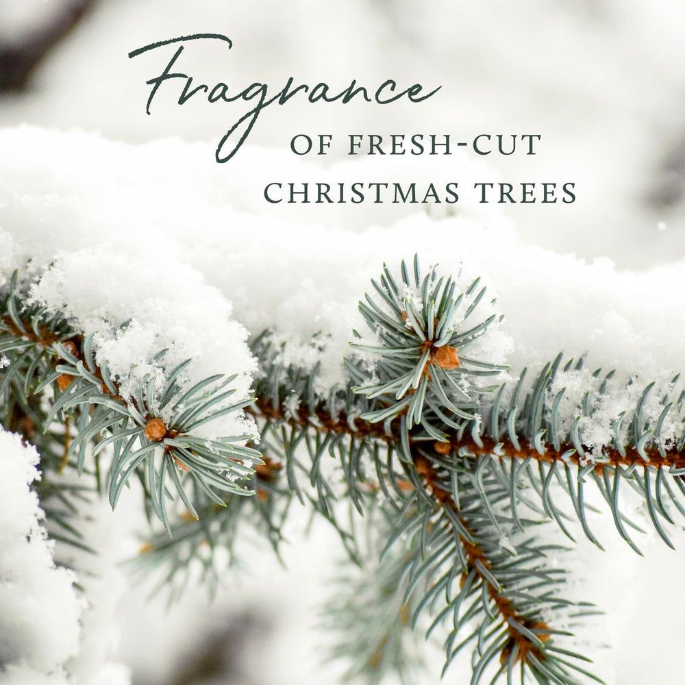Thymes Frasier Fir cedarwood and sandalwood blend evokes a forest stroll in your space