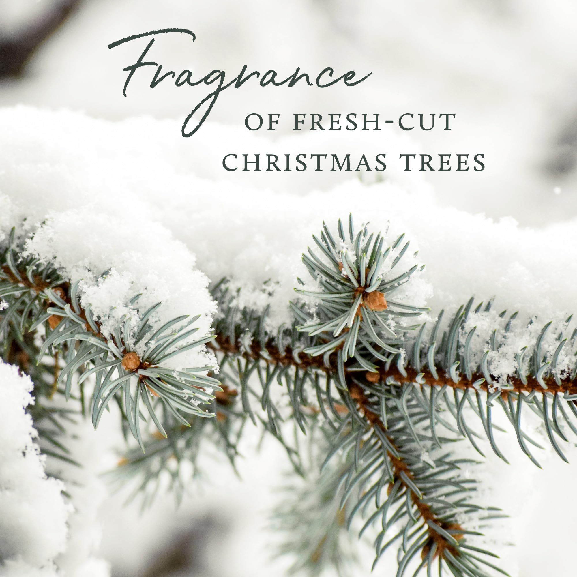 Thymes Frasier Fir refill close-up highlights pine, cedarwood, sandalwood notes.