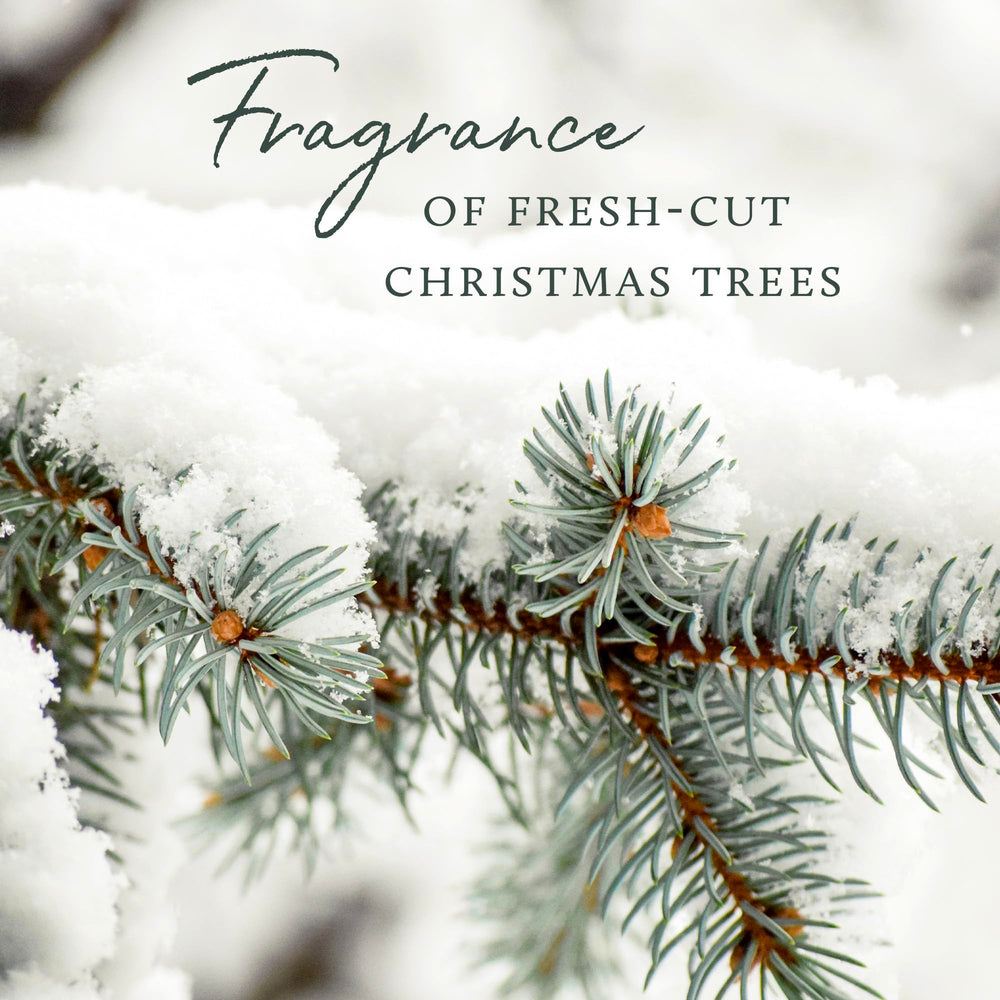 Thymes Frasier Fir refill close-up highlights pine, cedarwood, sandalwood notes.
