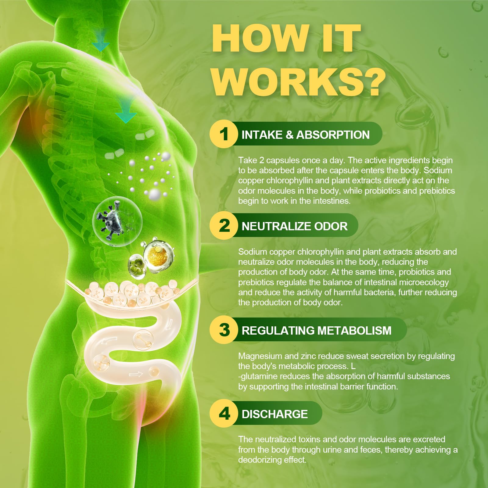 Totaria gut health capsules reveal 12B CFUs for balance.