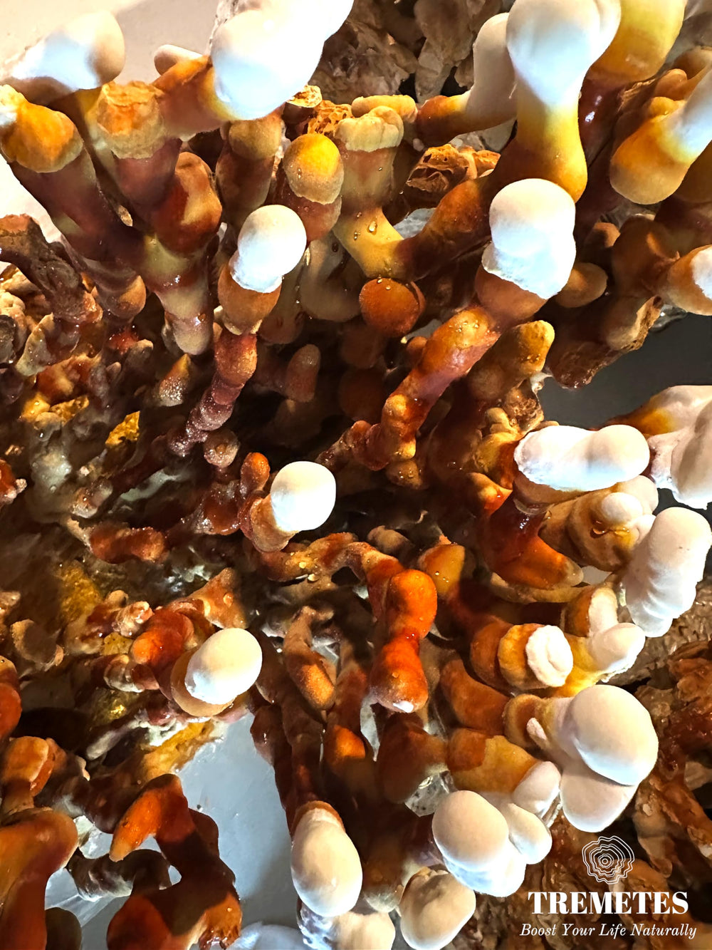 Tremetes Antler Reishi ready-to-use slices for tea, latte, or tonics.