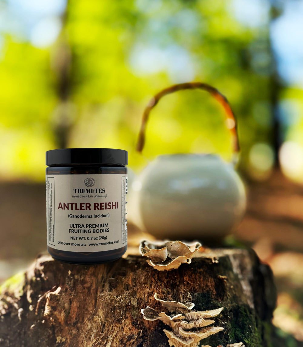 Tremetes Antler Reishi tea brew in a warm cup releasing earthy aroma.