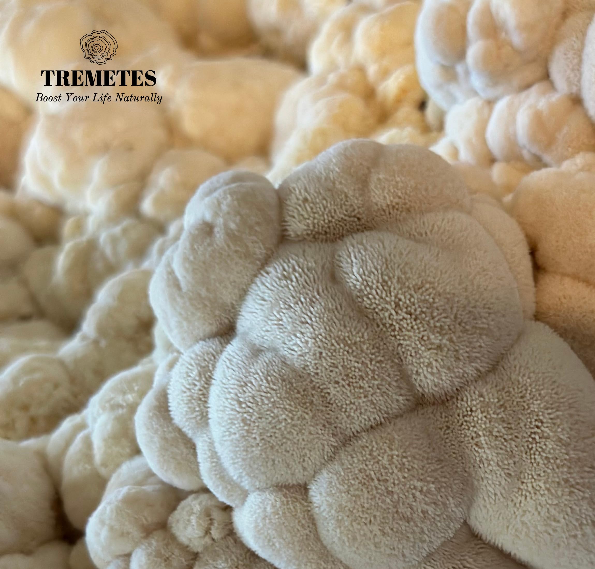 Tremetes Lion’s Mane powder stirred into coffee for a calm lift.
