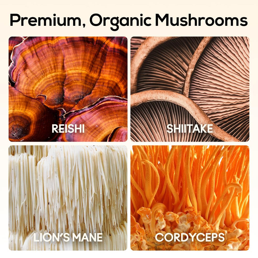 TrueMushroom Reishi gummies on packaging indicate daily immune-friendly wellness.