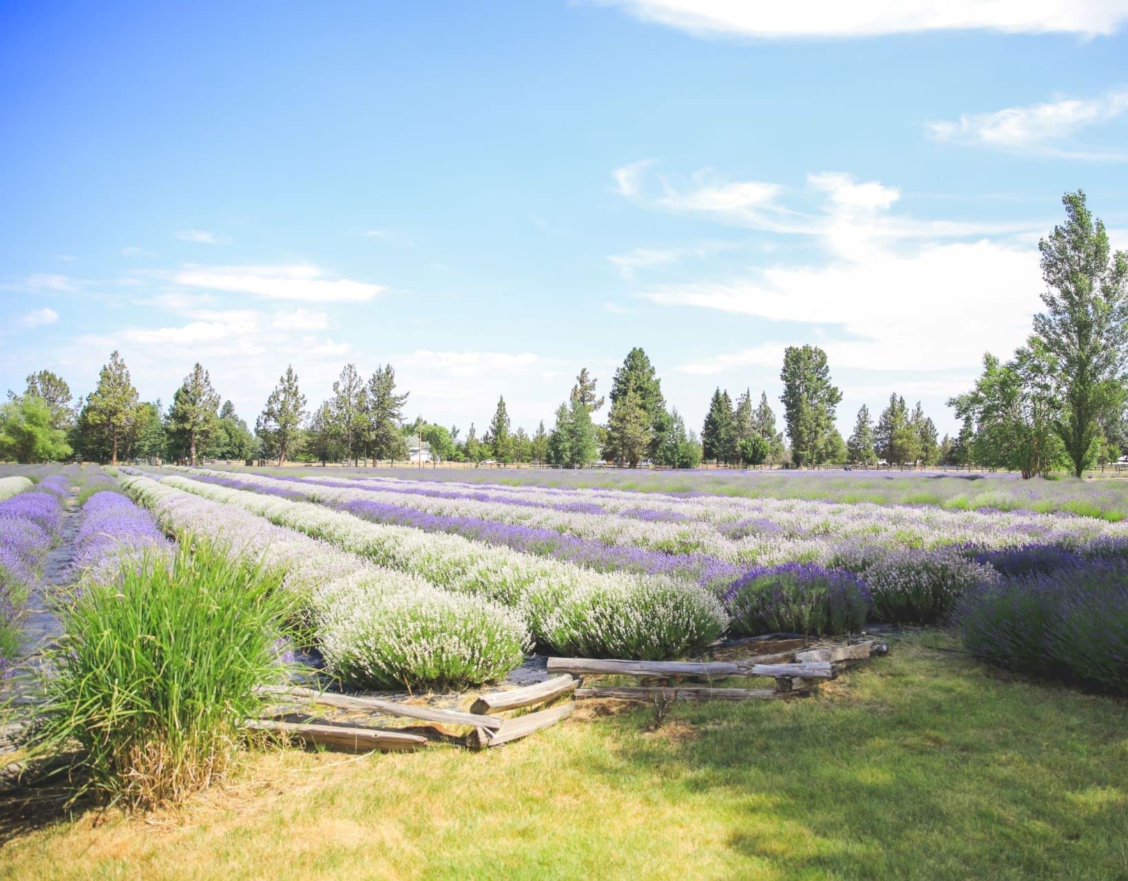 Gift-ready Tumalo Lavender hydrosol highlighting a thoughtful holiday present.