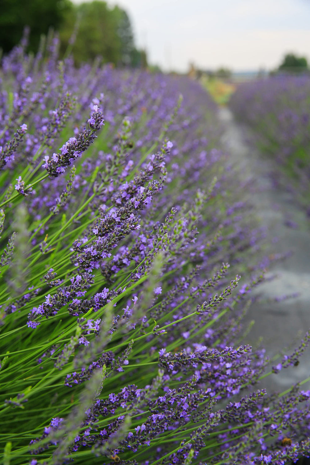 Tumalo Lavender linen spray on bedding for a gentle, fresh scent.