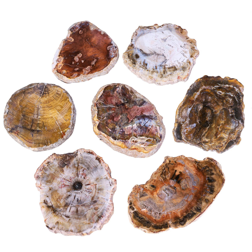 TUMBEELLUWA petrified wood slab close-up showing mineral hues for unique coasters