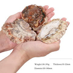 TUMBEELLUWA petrified wood slab on desk suggesting durable rustic ambience