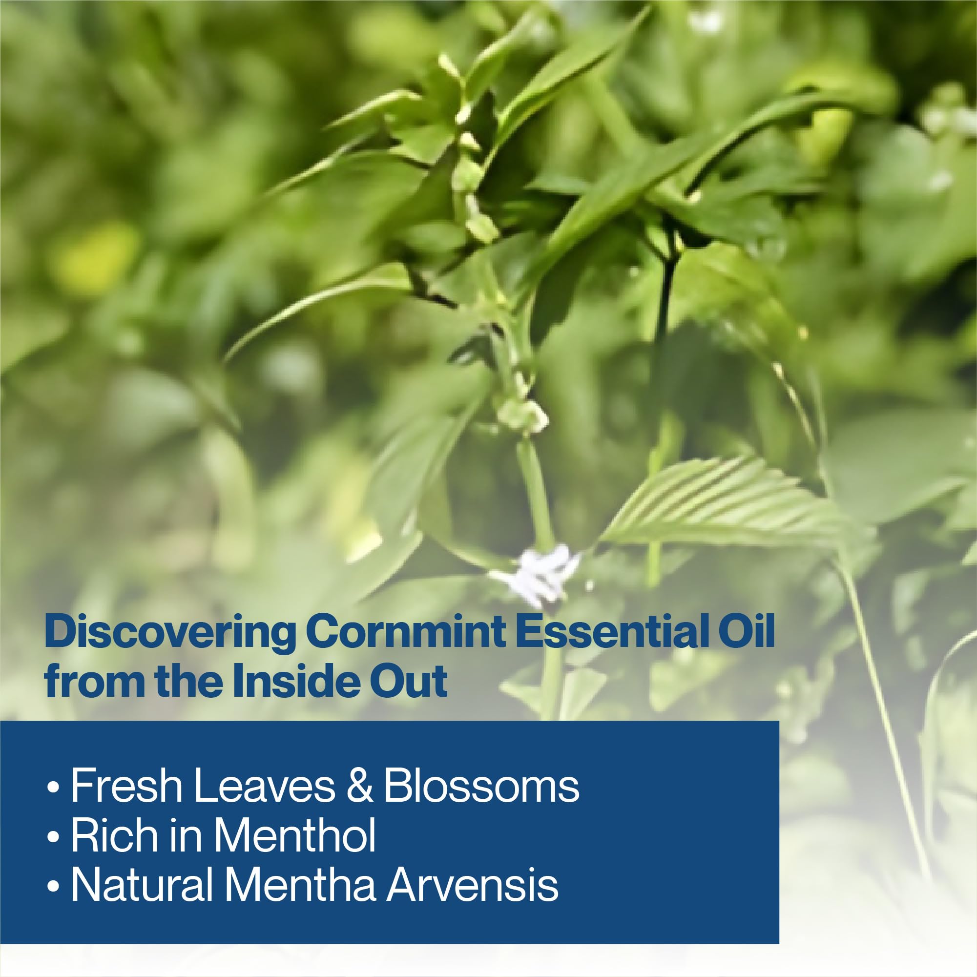 uhrohmuh cornmint oil bottle with aroma suggests appetite-boosting use