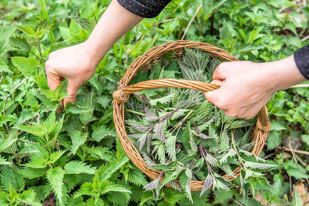 U.S. Wellness Naturals hand-picked young nettle leaves from local co-ops.