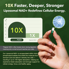 VCBIRD Nad+ Resveratrol liposomal uptake and mitochondrial support diagram
