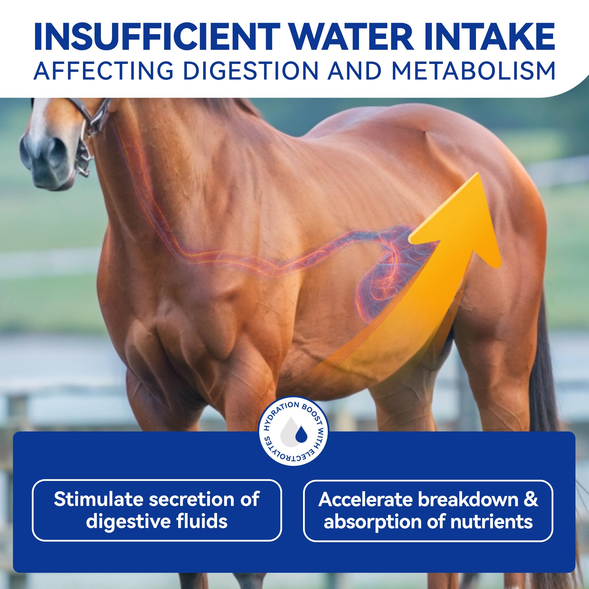Vetanimus apple flavor electrolytes dosing scoop facilitates easy measurement.