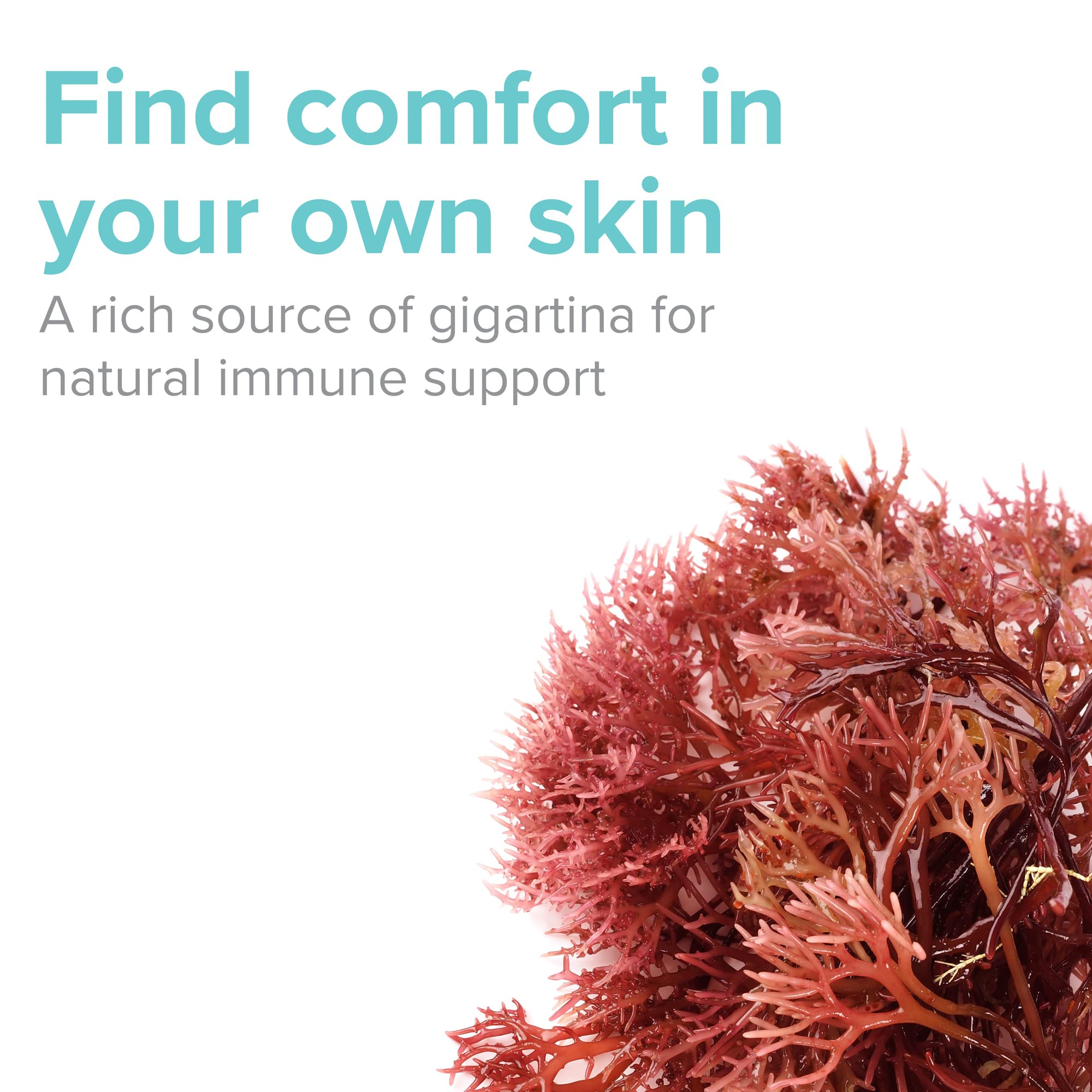 Vibrant Health Gigartina Red Marine Algae capsules on hand for easy daily use