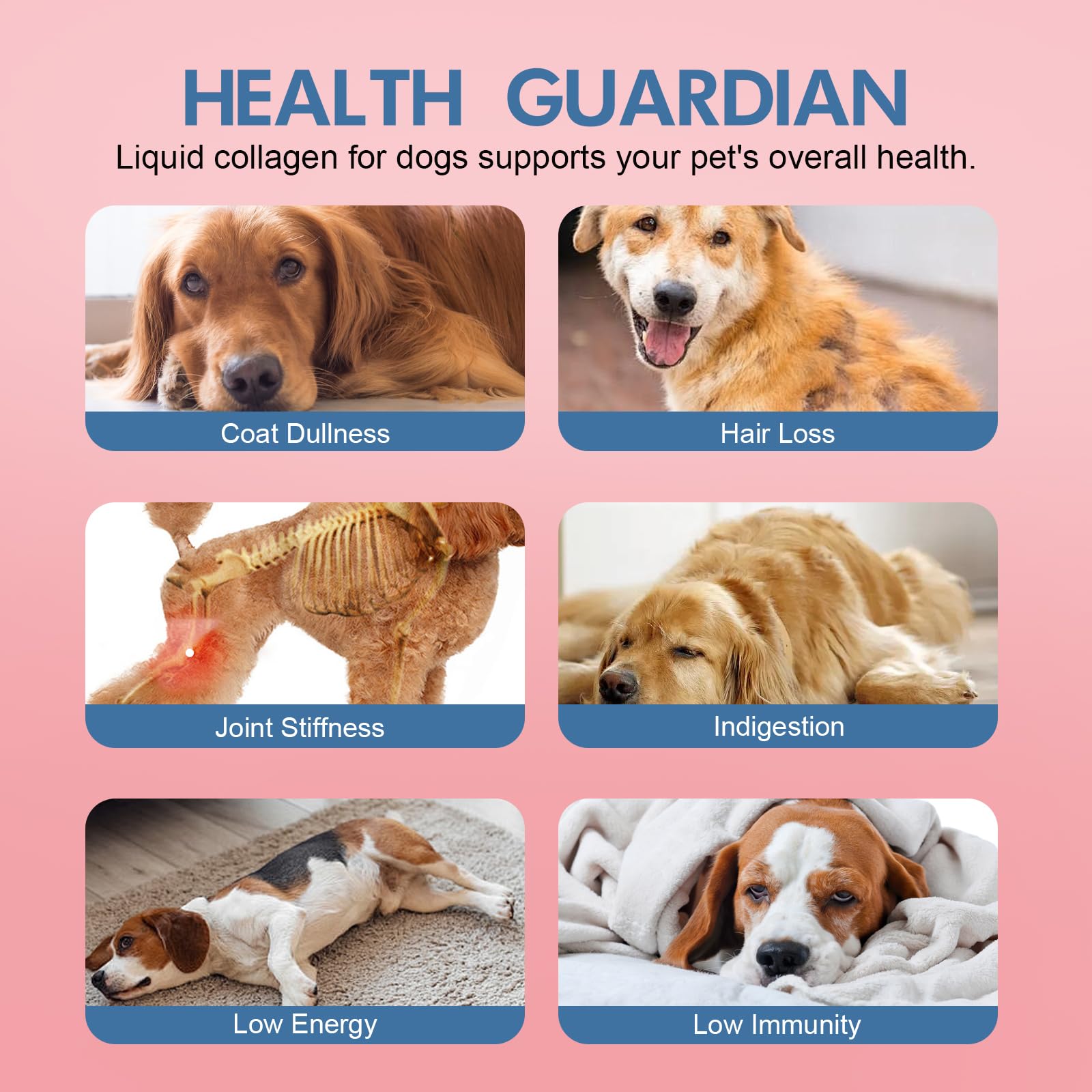 Vincofoo Healthy Petz collagen mixed into dog meals for easy daily nutrition