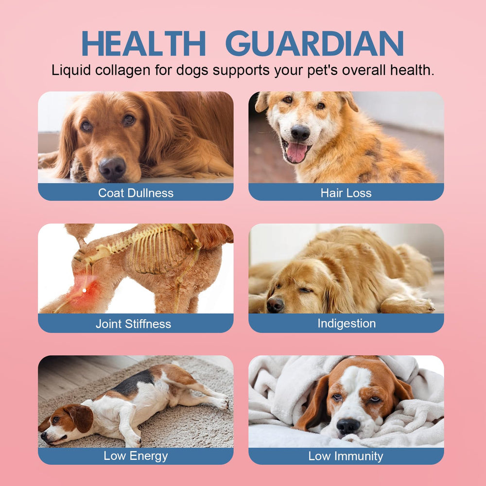 Vincofoo Healthy Petz collagen mixed into dog meals for easy daily nutrition