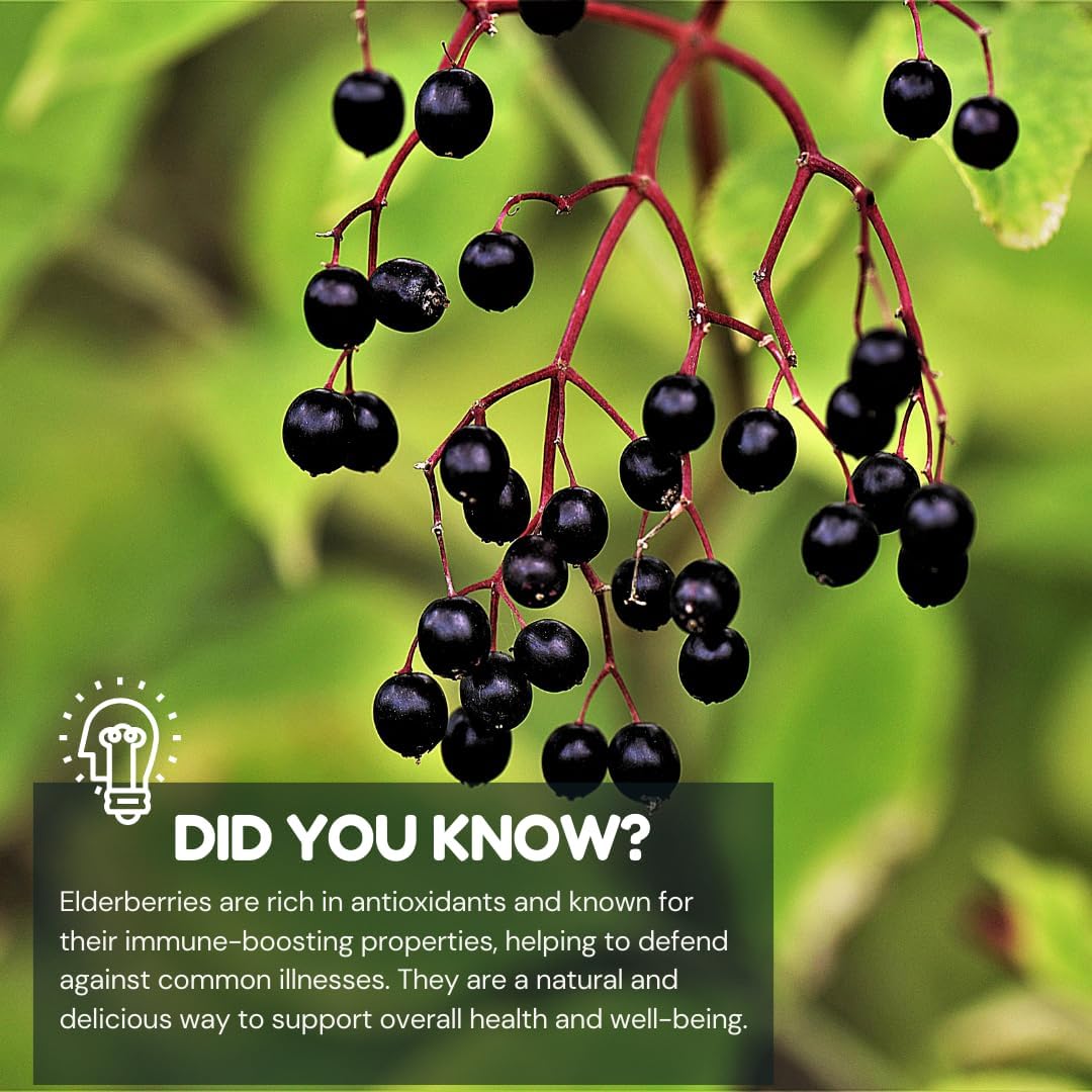 VITA GLOBE Elderberry Gummies family-friendly daily supplement option