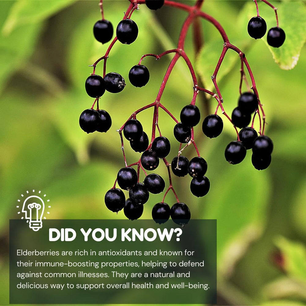 VITA GLOBE Elderberry Gummies family-friendly daily supplement option