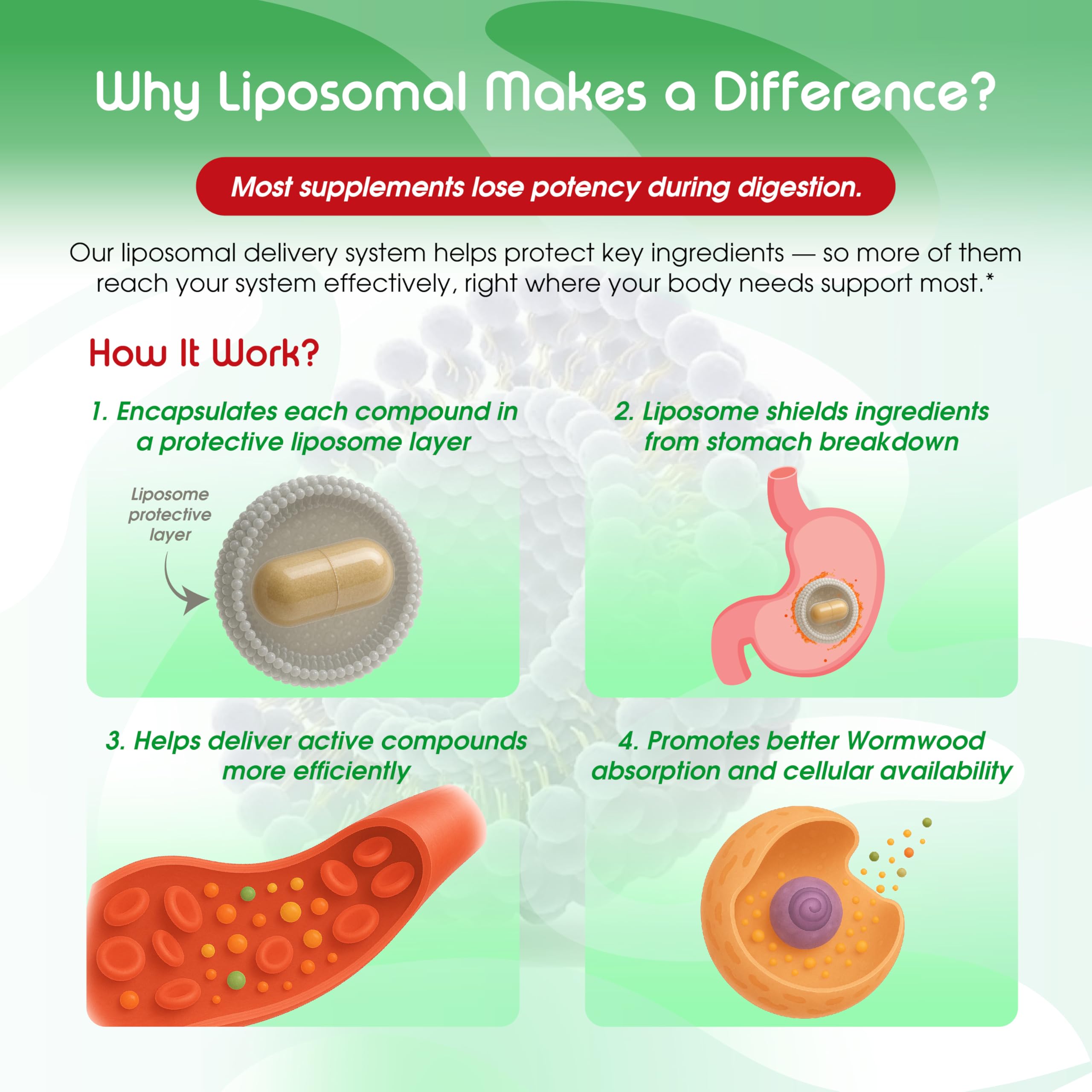 VITAL HERBAL Liposomal absorption graphic highlights enhanced ingredient uptake