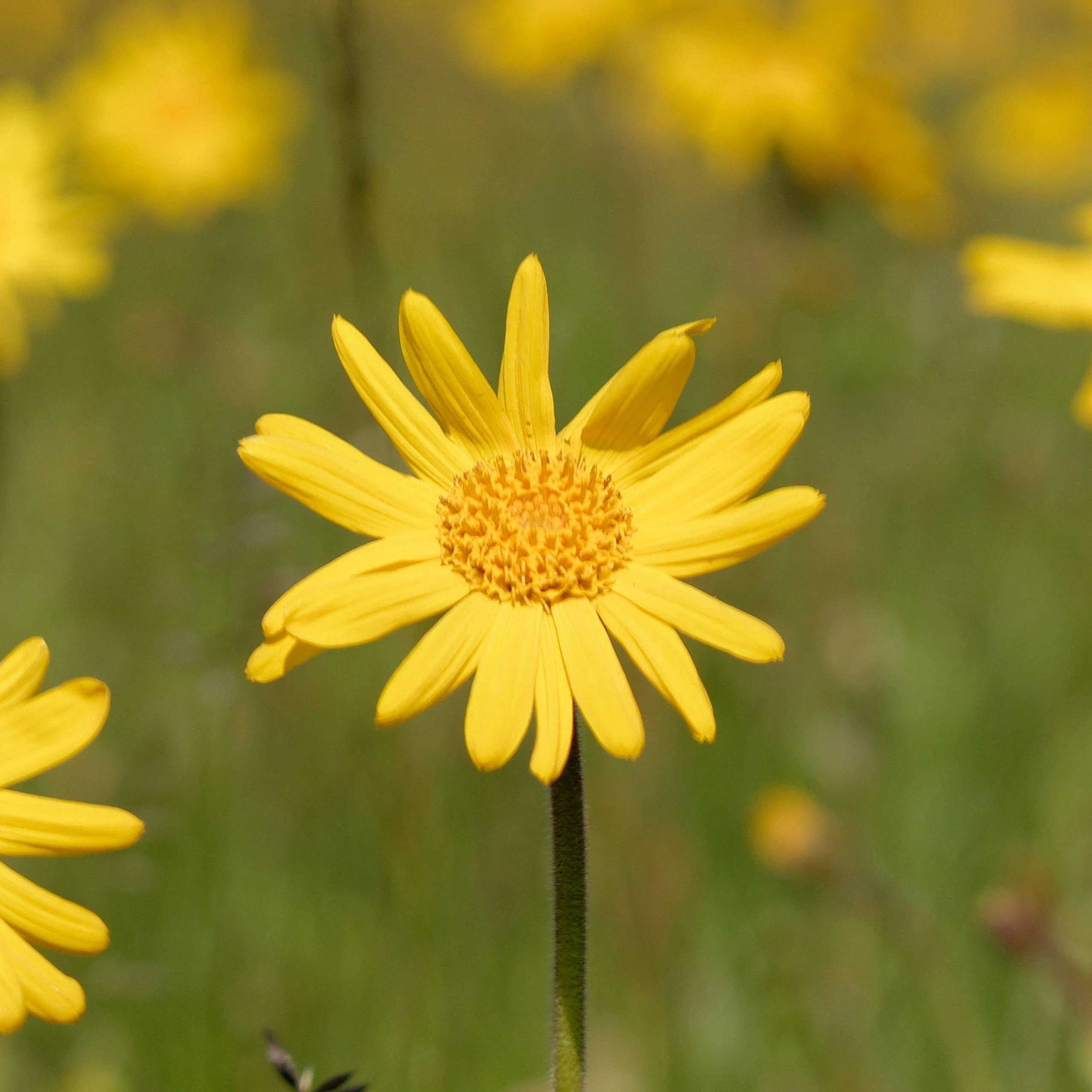 Weleda Arnica Muscle Massage Oil lavender and rosemary notes suggest calming aroma.