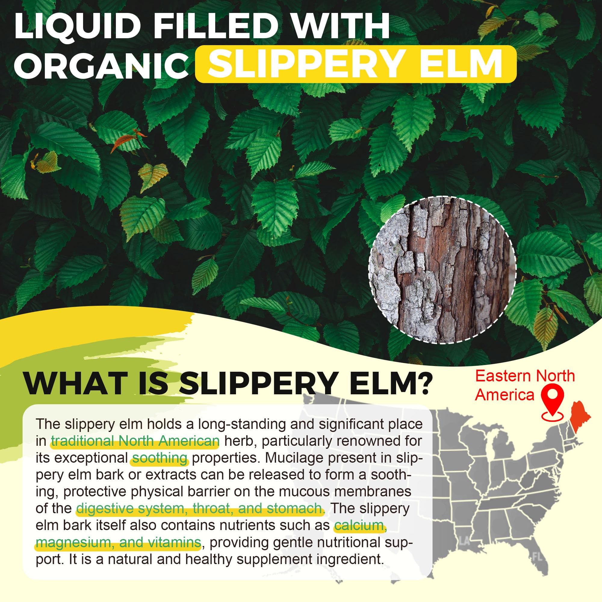 Well&Whole dgl licorice extract drops jar communicates digestive support.