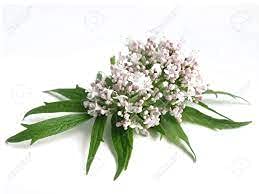 Cats may enjoy valerian aroma as a catnip alternative.