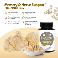 WL Herbal Treasure Lions Mane capsules close-up for daily cognitive support