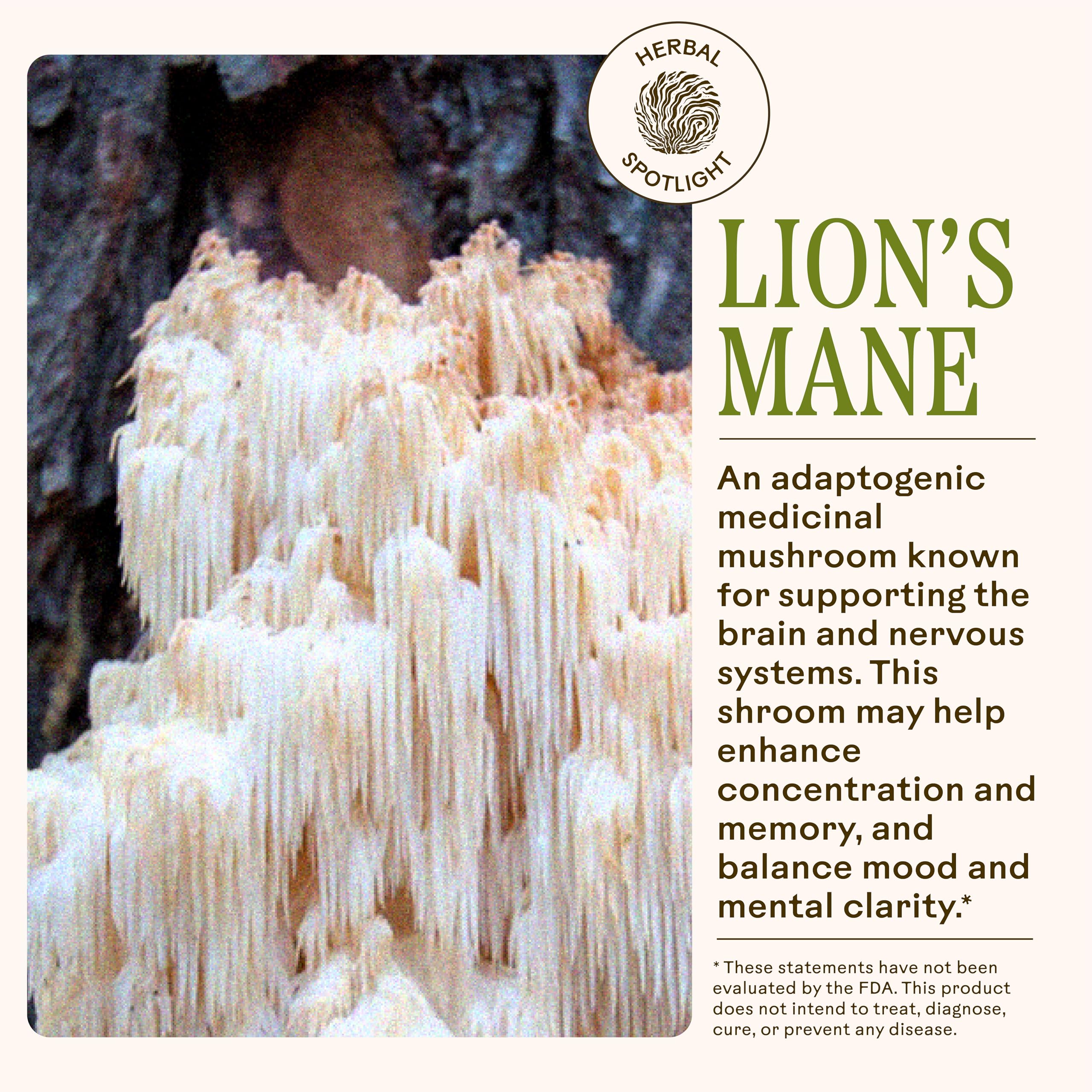 Ingredient close-up features rosemary leaves and lion’s mane for cognitive support