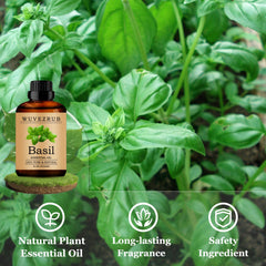 Close-up of Wuvezrub Basil Oil dropper highlighting a pure, natural formula.