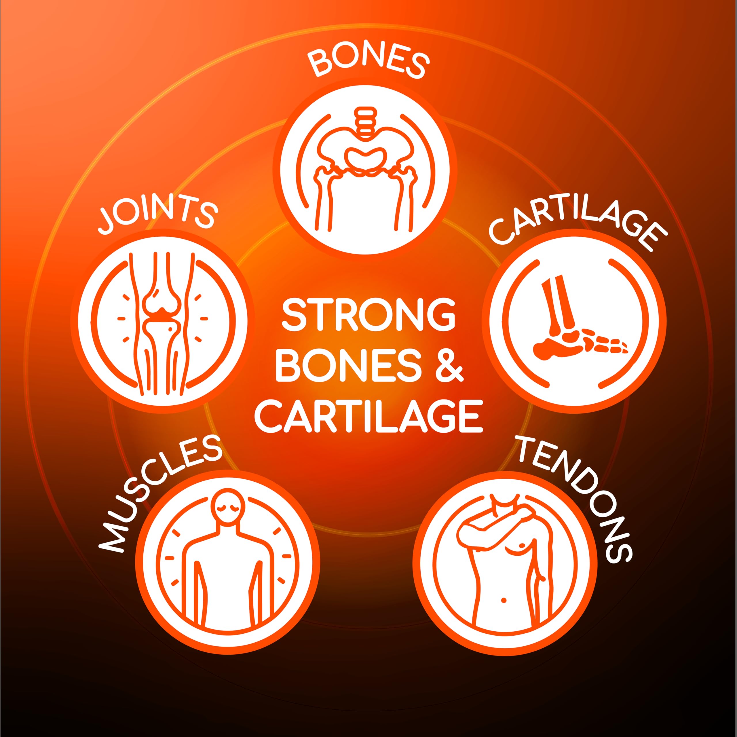 X Ray Dol chondroitin ingredient closeup emphasizing cartilage health