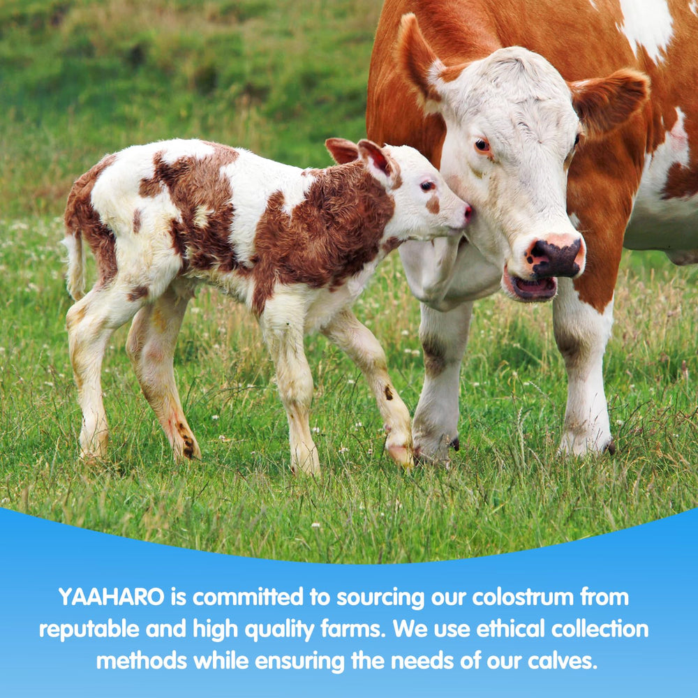 YAAHARO visual of ingredients highlights 2500mg colostrum and 500mg collagen